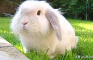 兔兔饲养经验分享：安哥拉兔口角炎如何快速恢复