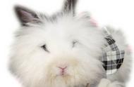 安哥拉兔：兔子中的奢侈品，其毛被用于制造高端衣物