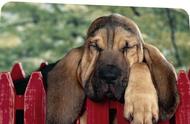 寻血猎犬：世界上最古老的品种之一