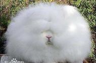 英国安哥拉兔：独特的兔子品种