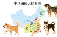 中华田园犬的分类详解：三大品系的深度解析
