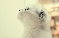 英短猫的魅力：可爱的外表与温和的脾气