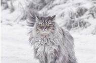 吸一口挪威森林猫的魅力：神话中的精灵，名字浪漫，外表瑰丽