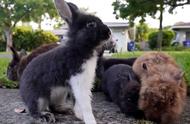 佛州宠物兔兔的大规模入侵：当地人愿意支付费用为它们寻找新家