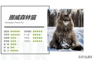 挪威森林猫虎斑系列：了解这种独特的猫咪品种