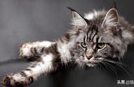 缅因猫：一种无法停止进食的猫咪