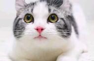 美国卷耳猫：耳朵卖萌的小猫咪，可爱无比