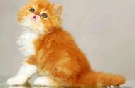 全球最受欢迎的猫咪：波斯猫，被誉为'猫中王子'和'王妃'