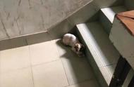 名贵布偶猫被遗弃在楼梯间：这是人性的丧失还是对宠物的不尊重？