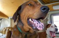 狗狗舌头上的黑色斑点是松狮血统的证据吗？