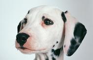 大麦町犬：优雅品种的代表，拥有白色和黑斑点