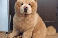 松狮犬：泰迪熊般的可爱，你不想拥有一只吗？