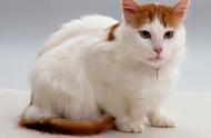 土耳其梵猫：一种独特的宠物品种