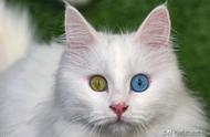 土耳其梵猫：异瞳猫的濒危状况及其保护需求