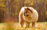 松狮犬：世界名犬的骄傲