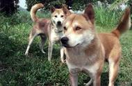 中华田园犬大黄为何被称为秋田犬或柴犬？