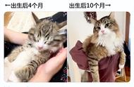 网友家的挪威森林猫：从奶萌小猫咪到巨大猫咪的成长记