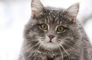 你想拥有这款大号暖手宝吗？只需养一只挪威森林猫