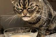 天生凶神恶煞的猫，让人望而生畏：你欠它多少小鱼干？