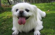 京巴犬：中国最受欢迎的名犬种类