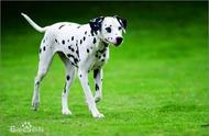 大麦町犬：最昂贵的纯种斑点狗，价值8万一天