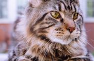全球最受欢迎的十种猫咪品种