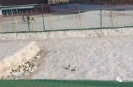 北京欢乐水魔方雪场养兔事件引发热议，园方紧急叫停