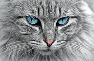 猫咪眼睛疾病的识别、检查和家居护理必需品