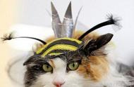 乌克兰猫咪秀：比努斯大人的特写