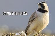 百灵鸟科在中国的20种鸟类：欣赏与识别指南