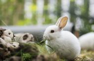 养宠日记：如何识别海棠兔长耳螨的症状