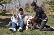 边境牧羊犬在中国为何罕见？这七个原因，可能让你大跌眼镜