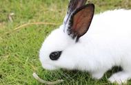海棠兔：一种独特的兔子种类，类似熊猫