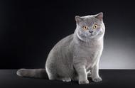 英国短毛猫的人文摄影：图虫精选