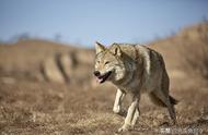 藏獒的成长故事：狼王的保护与狼群的驱逐