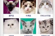 猫咪品种大揭秘：你能认出几种？