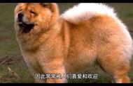 萌宠松狮：松狮犬的魅力
