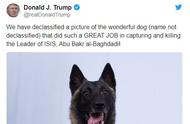双语犬：军用工作犬的独特之处，你被吸引了吗？