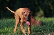 十大优秀嗅觉猎犬：打猎的最佳选择