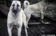 藏獒：6种单挑最强的猛犬，第一名对战不输野狼