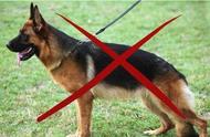 德国牧羊犬被禁养，你还可以选择这七种狗品种
