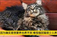 缅因猫不适合养的六大原因：你知道吗？