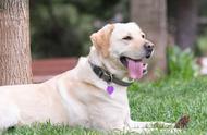 拉布拉多犬的养护指南：全面解析其优缺点