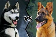 哈士奇与德国牧羊犬的战斗力比较：谁更胜一筹？