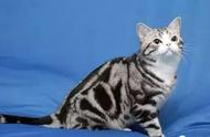 科瑞卡科普：美短猫的纹路种类与特征
