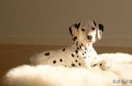 斑点狗：每天了解一种独特的狗狗品种