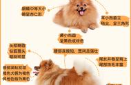 博美犬科普：小巧身材，大脾气