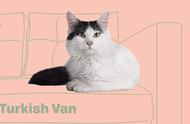 二十八种适合饲养的猫咪品种：土耳其梵猫和土耳其梵科迪斯猫