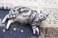 不只是橘猫会胖，这只15斤的美短虎斑猫已经超越了它