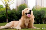 金毛犬：狗狗界的“暖男”代表 #明星宠物#